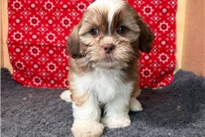 Zeus - Shichon for sale