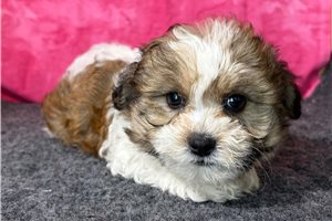 Emily - Shichon for sale