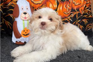 Zauntee - Shichon for sale