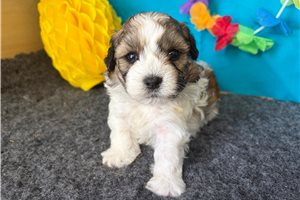 Emily - Shichon for sale