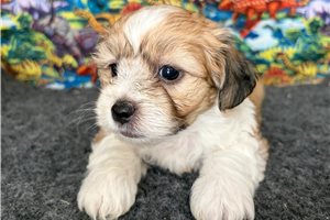 Elam - Shichon for sale