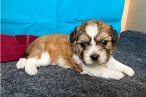 Rudy - puppy for sale