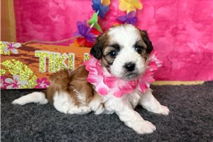 Emma - puppy for sale