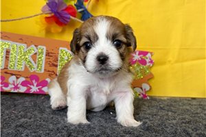 Enid - puppy for sale