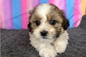Emily - Shichon for sale