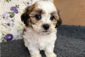 Emma - Shichon for sale