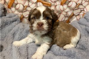 Zeus - Shichon for sale