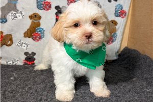 Zauntee - Shichon for sale