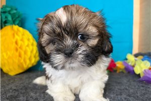 Ricardo - Shih Tzu for sale