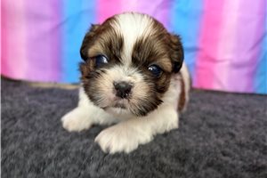 Shae - puppy for sale