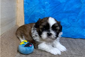 Casper - Shih Tzu for sale