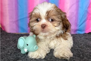 Raya - Shih Tzu for sale