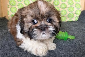 Ricardo - Shih Tzu for sale