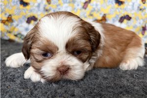 Raya - puppy for sale