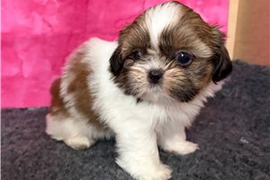 Shae - Shih Tzu for sale