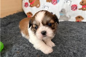 Seema - puppy for sale