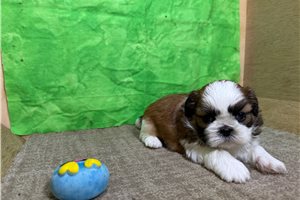 Caspien - Shih Tzu for sale