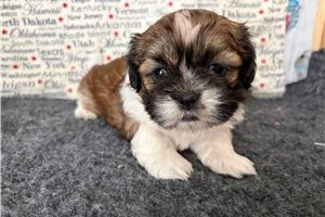 Ricardo - puppy for sale