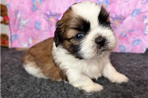 Serena - Shih Tzu for sale