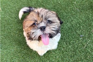 Ricardo - Shih Tzu for sale