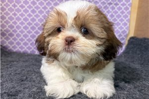 Raya - Shih Tzu for sale