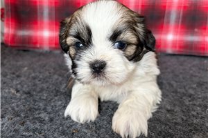Reese - Shih Tzu for sale