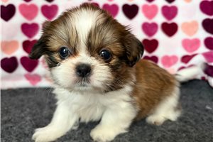 Seema - Shih Tzu for sale