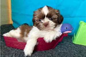 Rudy - Shih Tzu for sale