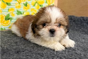 Serenity - puppy for sale