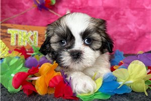 Reese - Shih Tzu for sale