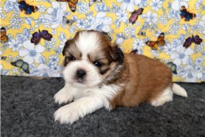 Serenity - puppy for sale