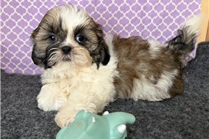 Reese - puppy for sale