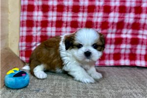 Cassius - Shih Tzu for sale