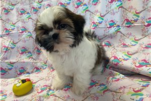 Maxima - puppy for sale