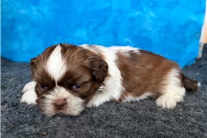 Rudy - puppy for sale