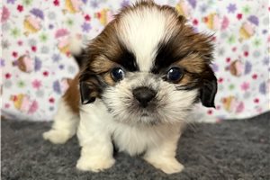 Serena - Shih Tzu for sale