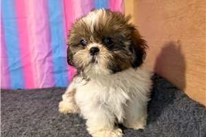 Shae - Shih Tzu for sale