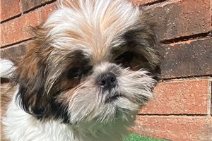Clement - Shih Tzu for sale