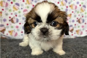 Serenity - Shih Tzu for sale