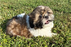 Ricardo - Shih Tzu for sale