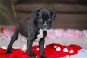Bentley - Boxer for sale