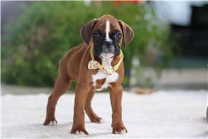 Blake - Boxer for sale