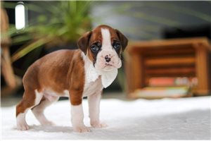 Storm - puppy for sale