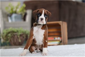 Digger - puppy for sale