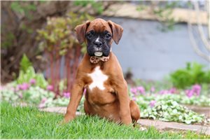 James - Boxer for sale