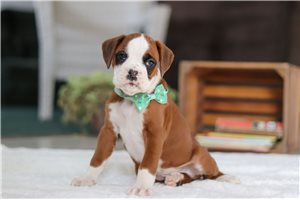 Ozzie - puppy for sale