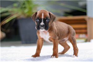 Millie - Boxer for sale