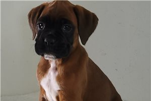 Brook - Boxer for sale
