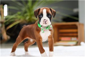 Rusty - Boxer for sale