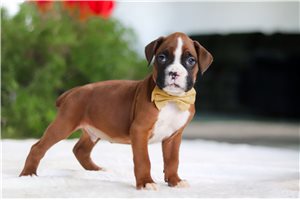 Kian - puppy for sale